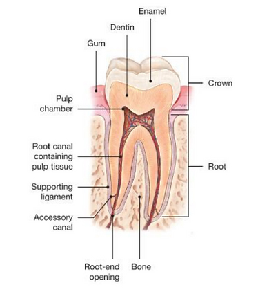 Root Canal Edingburgh